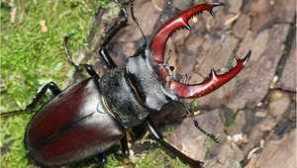 Отпуснете бръмбар от семейството на rogache